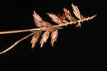 Fourangle flatsedge